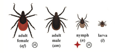 Black Leg Tick diagram