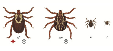 American Dog Tick diagram