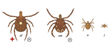 Lone Star Tick diagram identify on bite child